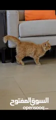  3 Persian kitten
