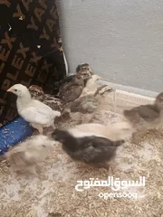  5 بسم الله الرحمن الرحيم  صوص بلدي ولهومان عدد 110 أخذ جميع المطاعيم صحه ونظافة العمر 21 يوم