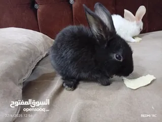  2 ارانب كيوت للبيع حبه على اربعه نظافه كيوت للاطفال غير شامل توصيل نظافه تربيه منزليه يوجد كميه