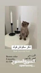  4 الي ياخذ هذا لقط حاله آخر صورة فيه قط مجاناً