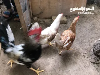  1 دجاج عرب اصلي