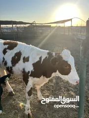  6 للبيع عجول وعجلات محلي