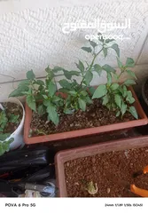 4 طاولتين خشب للبيع