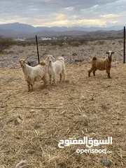  2 للبيع جديه مخصايات سمينات لواحد 