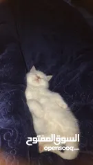  5 قطط شانشيلا للبيع بسعر مناسب قابل للتفاوض