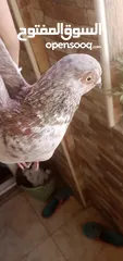  2 ذكر حمام فحل بصلات على نبي فحل جامد للبيع بسعر لقطه تواصل على خاص