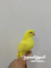  1 متو اللون الاصفر عيون حمراء