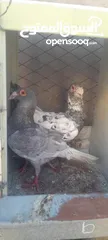  2 ثنين فحول زواجل للبيك
