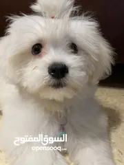  3 فرينش تيرير صغير عمره 4 شهور