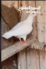  7 حمام لاحم فرنسي شغال  للبيع