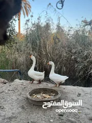  2 بطوط كوبرا جيني