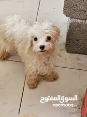  1 Maltese 4 months old