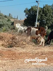  2 للبيع تيس كفاله هداد ولحم