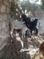  1 جدي لون وصحه نار هداد عش شهور سلاله نظيفه