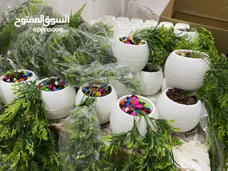  6 شروة مكرمة و قوار ورد