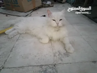  3 Persian Cat white