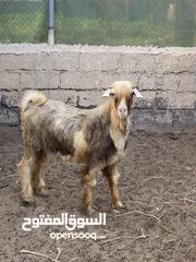  1 تيس اجم رحبي اصل