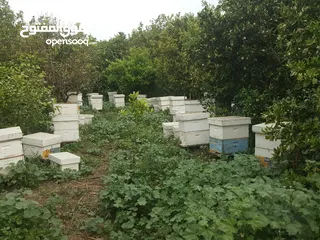  5 عسل طبيعي حر 100%