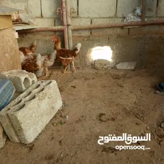  3 ديوك لوهمن