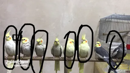  1 ببغاء كوكتيل للبيع بسعر جدا ممتاز