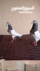  31 Hi flyer Pigeons pathy pathian and adult vaccinated dewormed