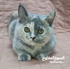  2 kittens Scottish fold and Scottish straight  قطط سكوتش فولد وسكوتش ستريت