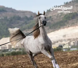 2 Registered purebred Arabian Horses for sale