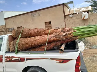  12 يوجد لدينا جميع انواع النخيل نودي الانحناء المملكة العربية السعودية