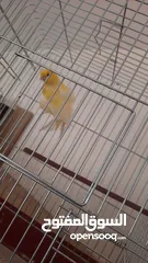  2 جوز مفتلات مع قفصهم مجوز