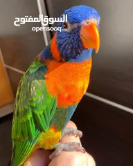  2 ببغاء لوري وكروان وحب للبيع بسعر حررق اقرء الوصف جيدااا