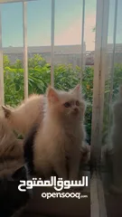  5 قطط للبيع هملايا