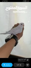  1 طيور بادجي هولندي