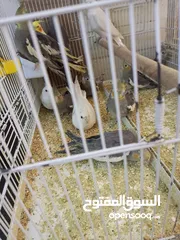  2 كوكتيل مشكل الوان وايت فيس وابيض   وحبشي صحة ما شاء الله تبارك الله  2 ابيض 3 وايت فيس 7 حبشي