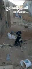  1 اناث سلق و هاسكي اقراء الوصف