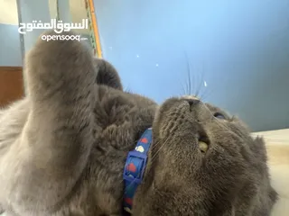  15 قط Scottish Fold للبيع بسعر مميز