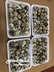  18 بيع السمان او الفري و لحم فري طازج و بيض فري