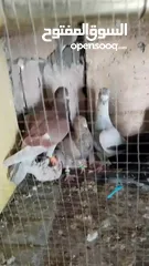  16 الحمام البيع في السلط