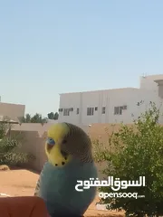  1 طير بادجي اليف صحه ممتازه واذا ناديته يجيك