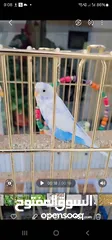  1 Budgerigar parakeets ( Budgie)