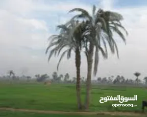  1 قطعة أرض زراعية للبيع المحمودية مجاور محطة الدليمي مقابل المتنزه