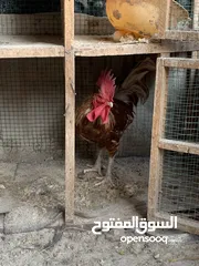  3 ديوجه عربيه للبيع