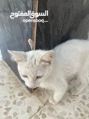  3 قطط للبيع جميله