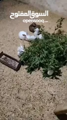  2 ارانب فرنسي وهجين يزلندي