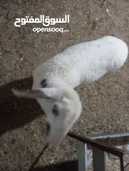  2 حملة عمر شهرين ونصف عساف