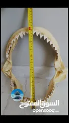  9 إطار فك المفترس .. القرش. حجم كبير  Jaws frame for sale. Shark