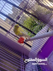  1 عصافير وطيور للبيع