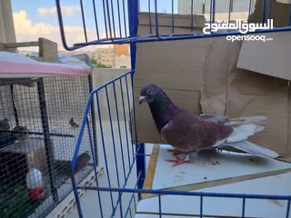  9 حمام بلدي وانواع اخره   بحاله ممتازة شغالات 14جوز وهاي بعض الصور