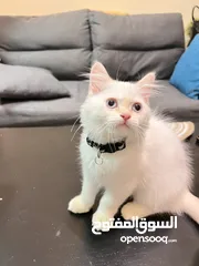  15 Cute Persian kittens