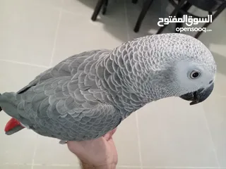  1 كاسكو مزرعة حجل ذهبي