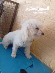  9 كلب  فرنش تيرير